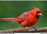 cardinal-150x109