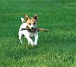 (fetching a stick)