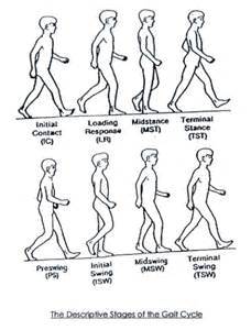 different types of gaits