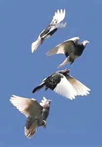 a bird flapping its wings