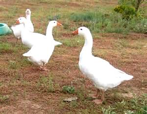 a small flock of geese
