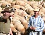 herdsman-150x119