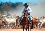 jackaroo-150x104