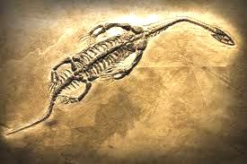 a fossil of an animal that lived very long ago