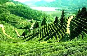 (lush green vegetation)