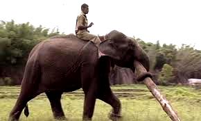 an elephant and its mahout at work