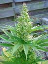 a male plant