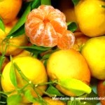 mandarin fruit