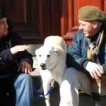 the dog, the new family member