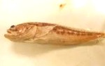 (a plainfin midshipman fish)