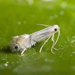an adult leafminer