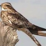 (a nighthawk bird)