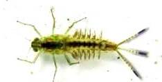 a mayfly nymph (an insect)