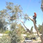 a tree remover cutting down a tree in a residential area
