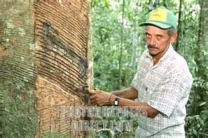 a tapper/scorer making cuts on a rubber tree to tap rubber