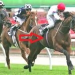 a stayer in a horse race